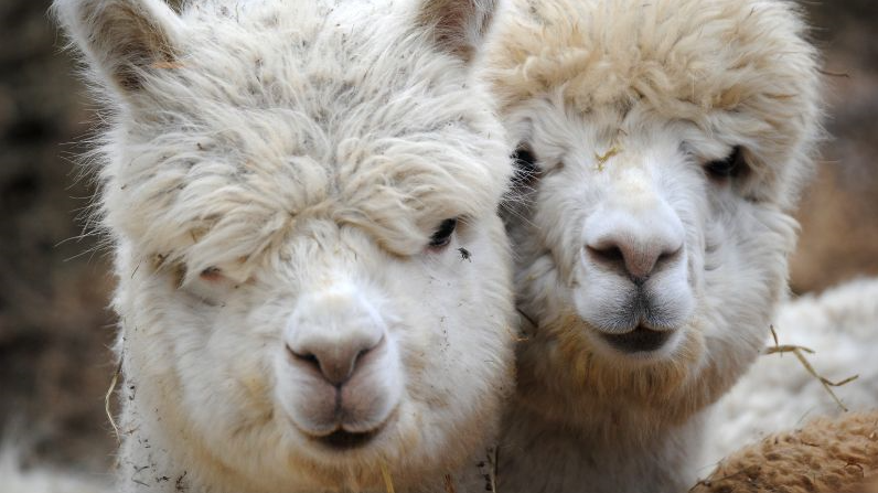 Two fluffy white alpacas stand together, facing forward. One has straw on its face. They look as cozy as perfect alpaca socks.