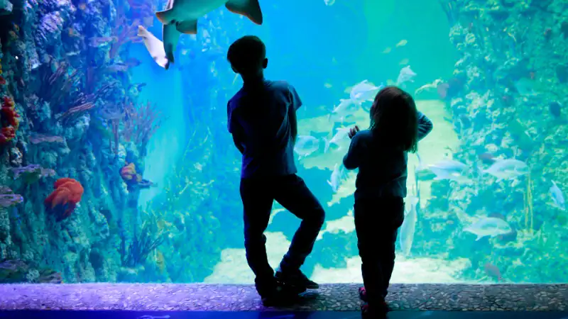 Children observing colorful fish and coral reef in an aquarium tank.